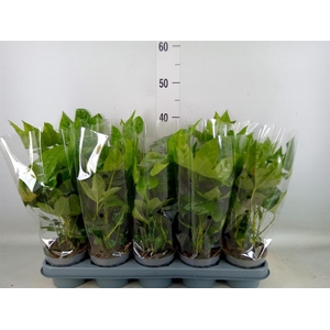 Fatsia japonica   ...