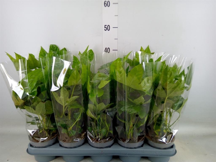 <h4>Fatsia japonica   ...</h4>