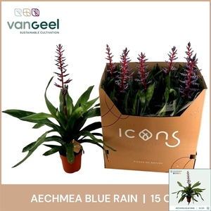 Aechmea 'Blue Rain'