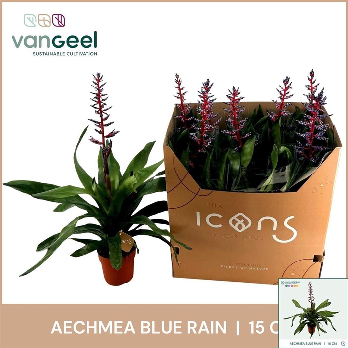 <h4>Aechmea 'Blue Rain'</h4>