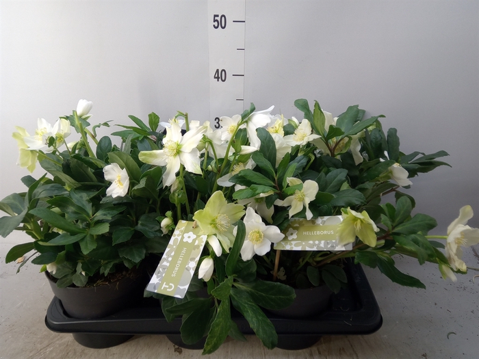 <h4>Helleborus niger 'Advent Star'</h4>