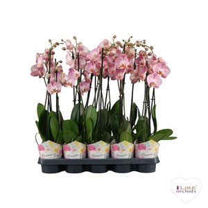 Phalaenopsis Promiss roze - 2 tak 60cm