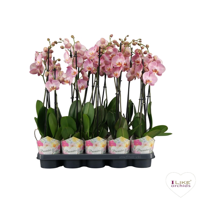 <h4>Phalaenopsis Promiss roze - 2 tak 60cm</h4>