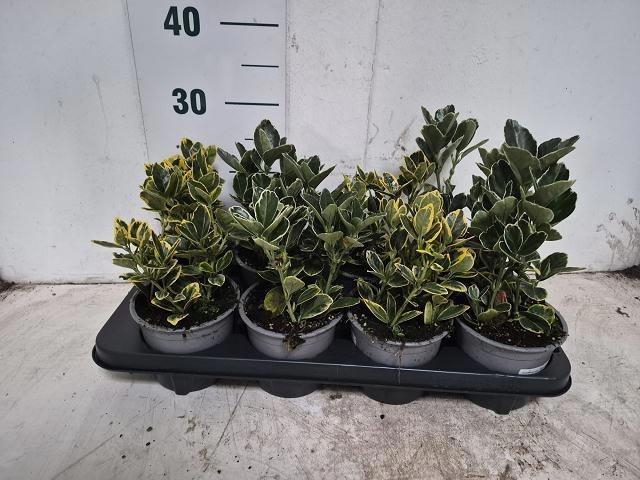 arr8 Euonymus Jap Gem