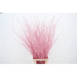 Betula Bs Light Pink FST