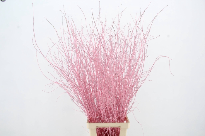 <h4>Betula Bs Light Pink FST</h4>