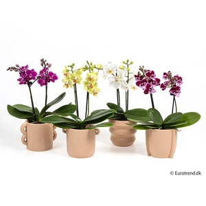 PHALAENOPSIS-HYBRID E 4233