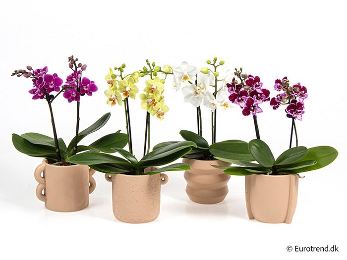 <h4>PHALAENOPSIS-HYBRID E 4233</h4>