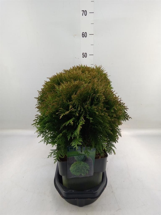 <h4>Thuja occid. 'Danica'</h4>