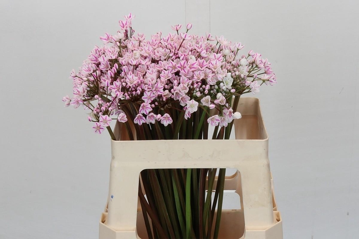 <h4>Allium Dyed Lilac</h4>