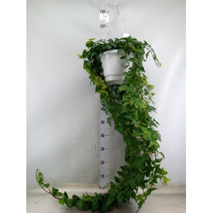 Hedera helix 'Mein Herz'