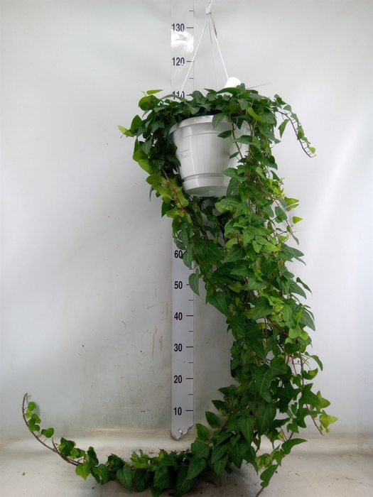 <h4>Hedera helix 'Mein Herz'</h4>