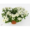 VERBE BLUES WHITE