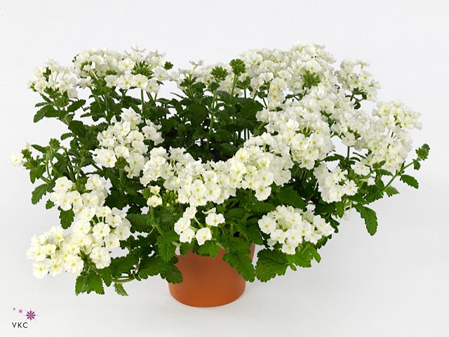 VERBE BLUES WHITE