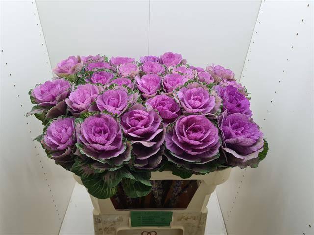 <h4>BRASS RED CRANE</h4>