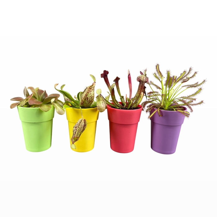 <h4>VLEESETENDE PLANTEN</h4>