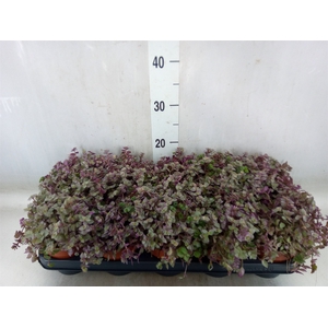 Tradescantia   ...