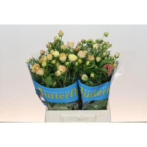 Ranunculus Butterfly Hestia