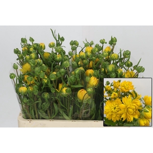 RAN N MODERN PROXIMA