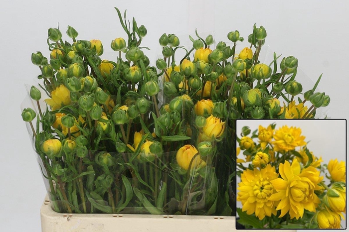 <h4>RAN N MODERN PROXIMA</h4>