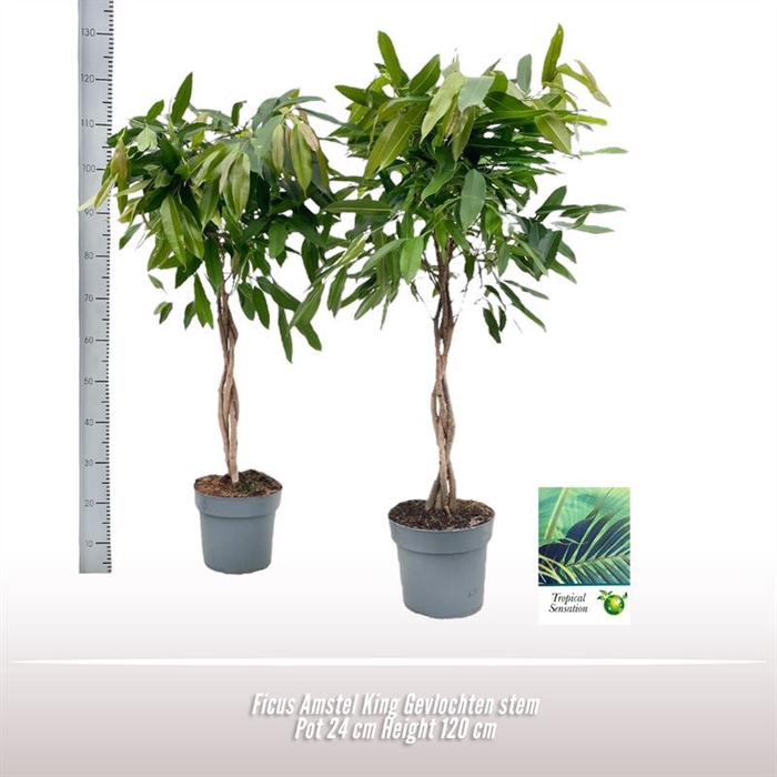 <h4>Ficus Amstel King</h4>