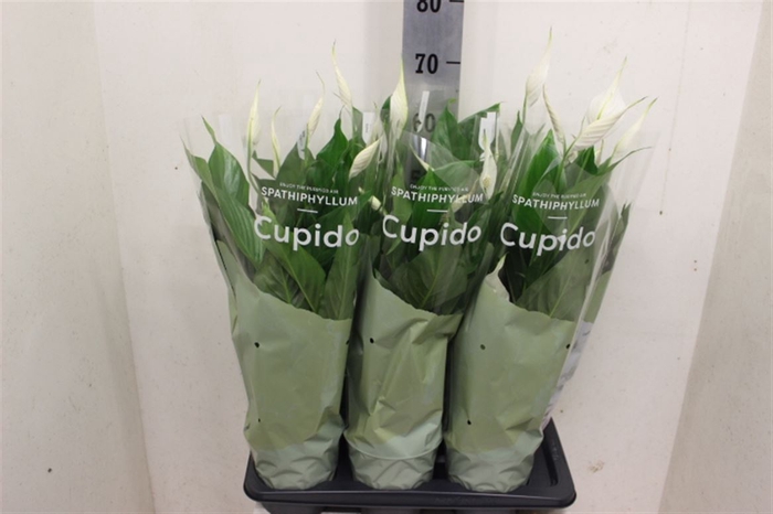 <h4>Spath Bingo Cupido</h4>