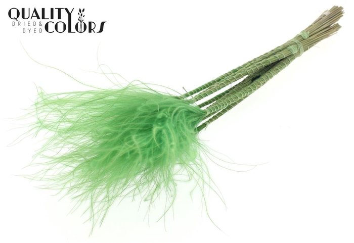 <h4>Stypha Penata 10 Tufts Per Bunch Light Green</h4>