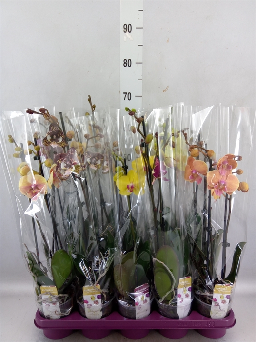 Phalaenopsis   ...mix 10