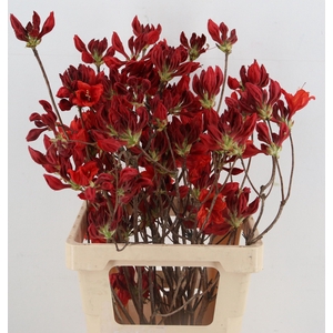 RHODO OV