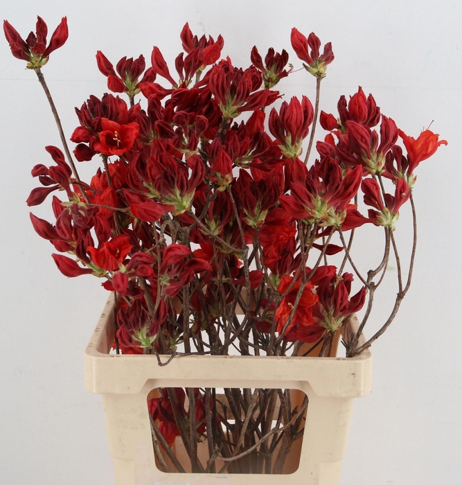 <h4>RHODO OV</h4>