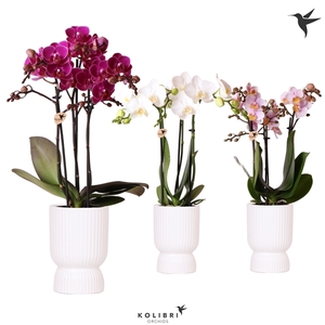 Kolibri Orchids Phalaenopsis mix 3 spike in Diabolo pot white