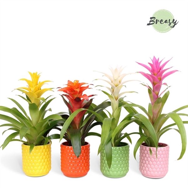 <h4>Guzmania Happy - 12cm in Siena | Mimesis</h4>