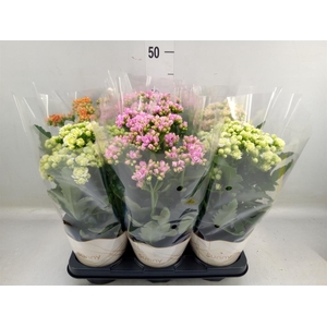 Kalanchoe   ...