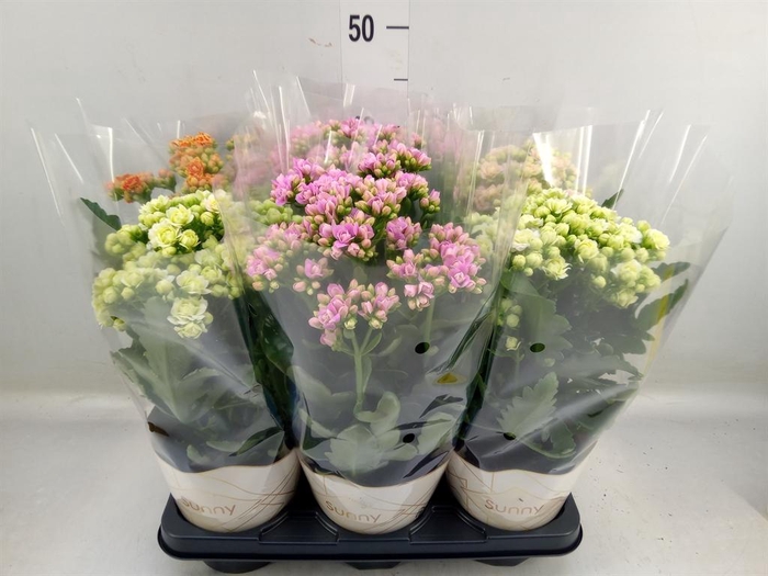 <h4>Kalanchoe   ...</h4>