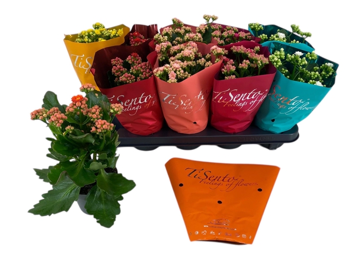 <h4>KAL GE GEM 5 KL</h4>