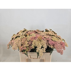 ACHILLEA OVERIG
