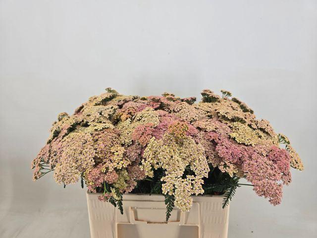 <h4>ACHILLEA OVERIG</h4>