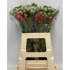 LEUCAD L JAD PE VERZ