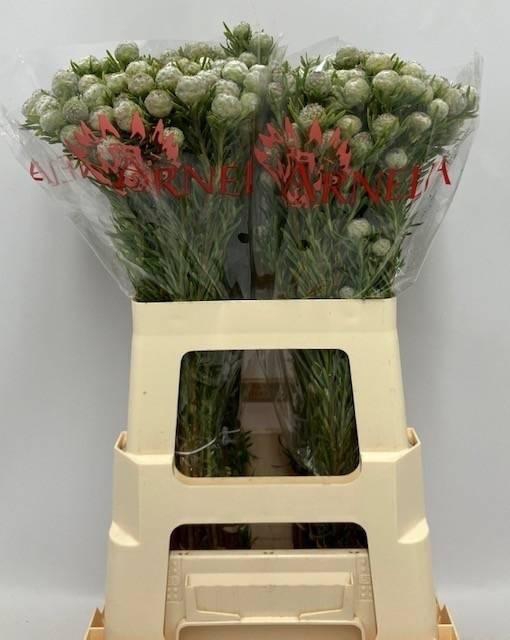 <h4>LEUCAD L JAD PE VERZ</h4>