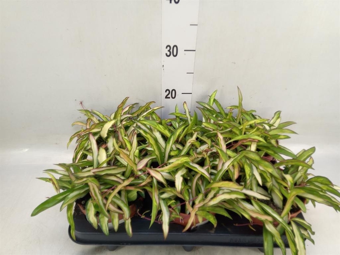 <h4>Hoya wayetii 'Tricolor'</h4>