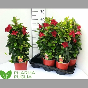 MANDE RIO DEEP RED