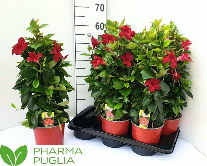 <h4>MANDE RIO DEEP RED</h4>