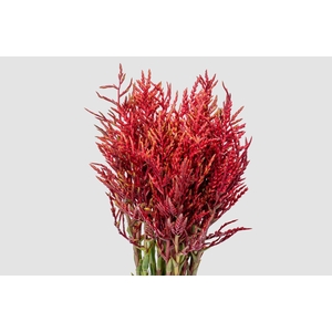 Bromelia Red Paloma