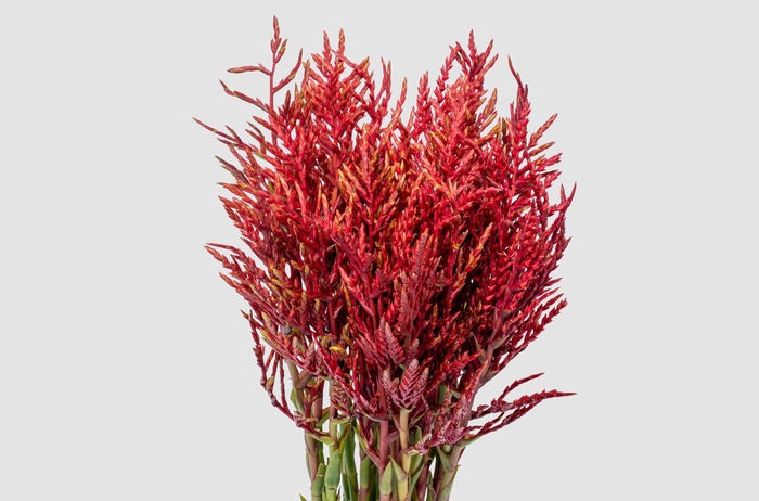 <h4>Bromelia Red Paloma</h4>