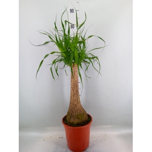 Beaucarnea recurvata