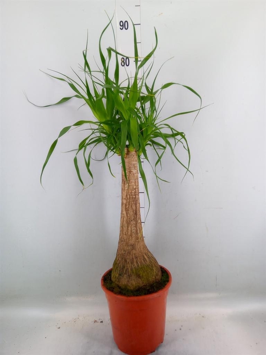 <h4>Beaucarnea recurvata</h4>