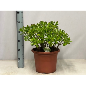 CRASS OVATA