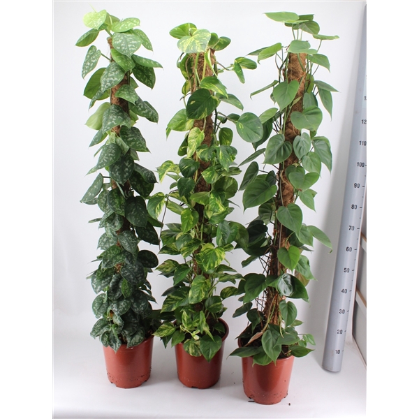 <h4>EPIPREMNUM MIX 150CM</h4>