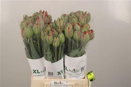 <h4>Tu Fr Du Ballgame</h4>