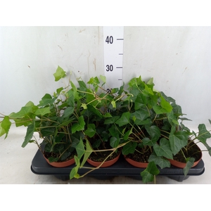 Hedera hibernica